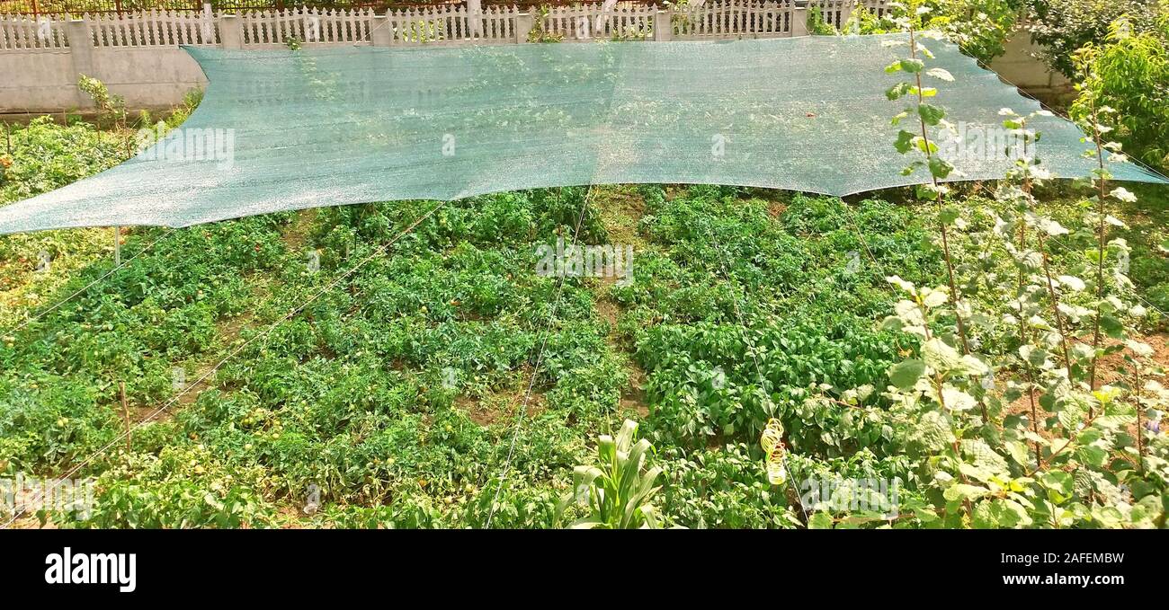 Antihail net to protect plants from hail Stock Photo Alamy