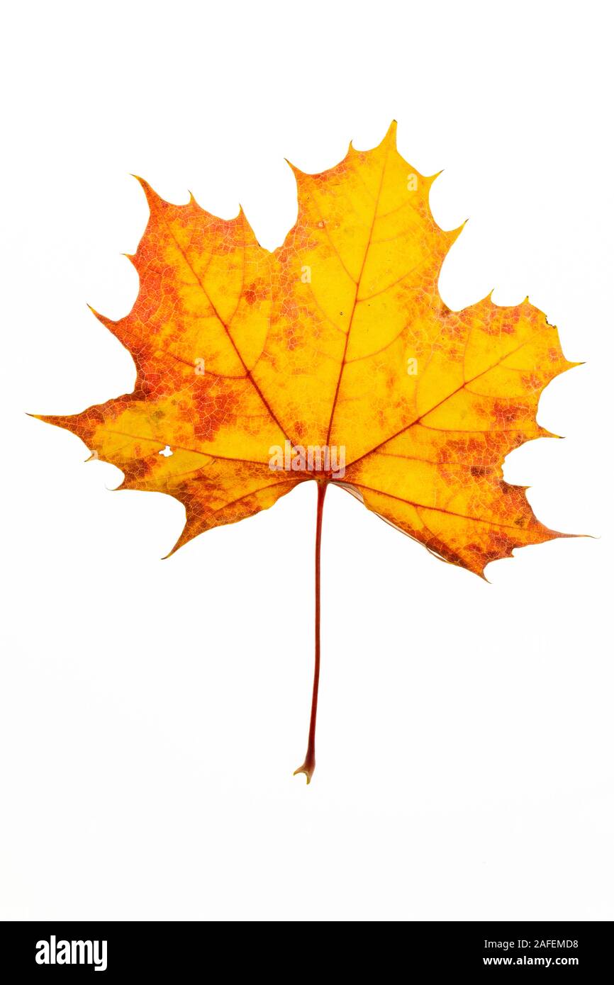 Red-Yellow Leaf, Colors of the Autumn Stock Photo