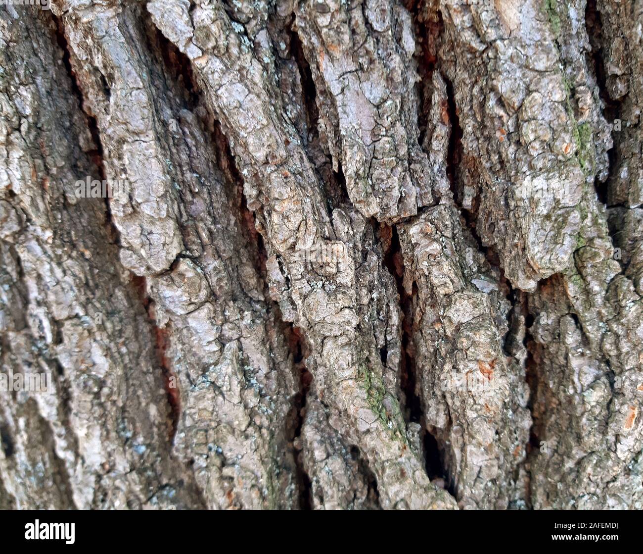 Elm tree bark texture background close up Stock Photo - Alamy