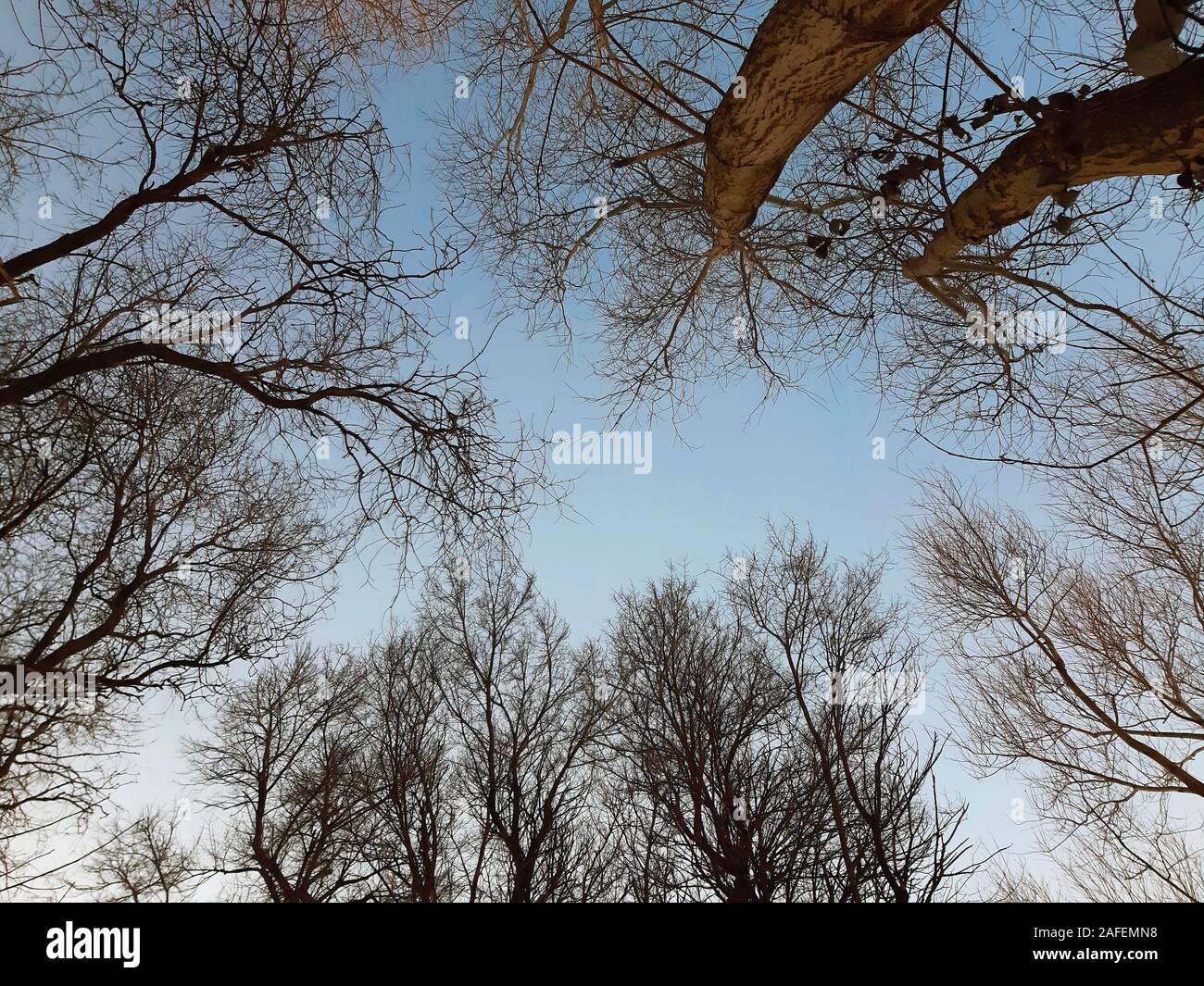 Less Foliage Tree Trees without foliage hi-res stock photography and images - Alamy