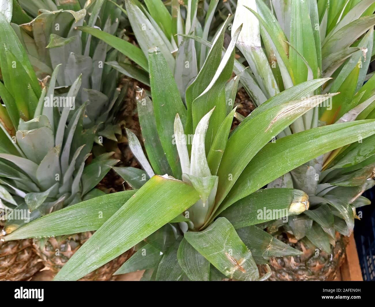 Fresh and healthy Pineapples on sale close up Stock Photo Alamy