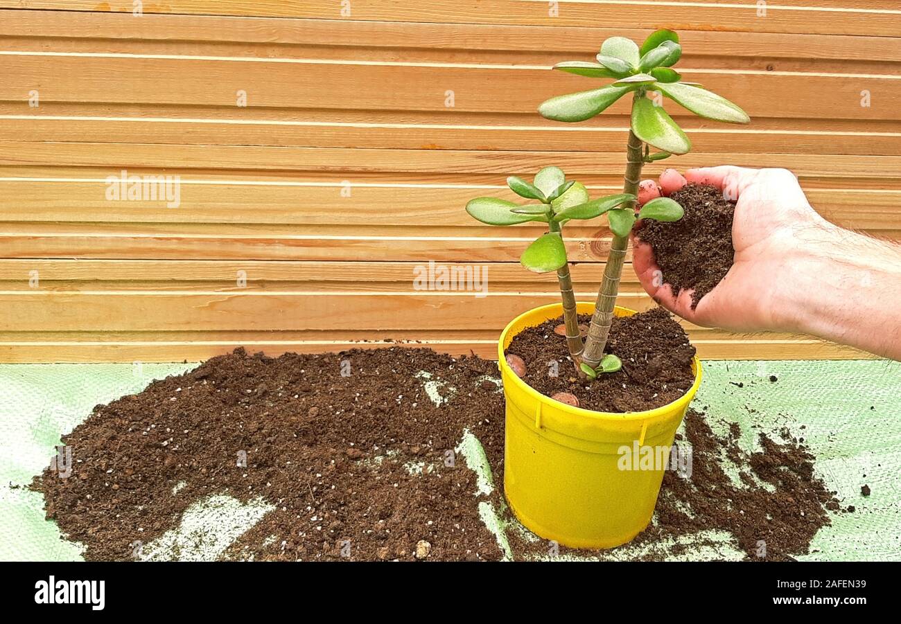 Repotting jade tree tree, add potting soil in the pot Stock Photo - Alamy