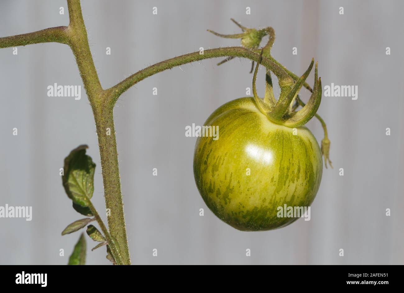 Tomato ripening in a vegetable garden during summer Stock Photo Alamy