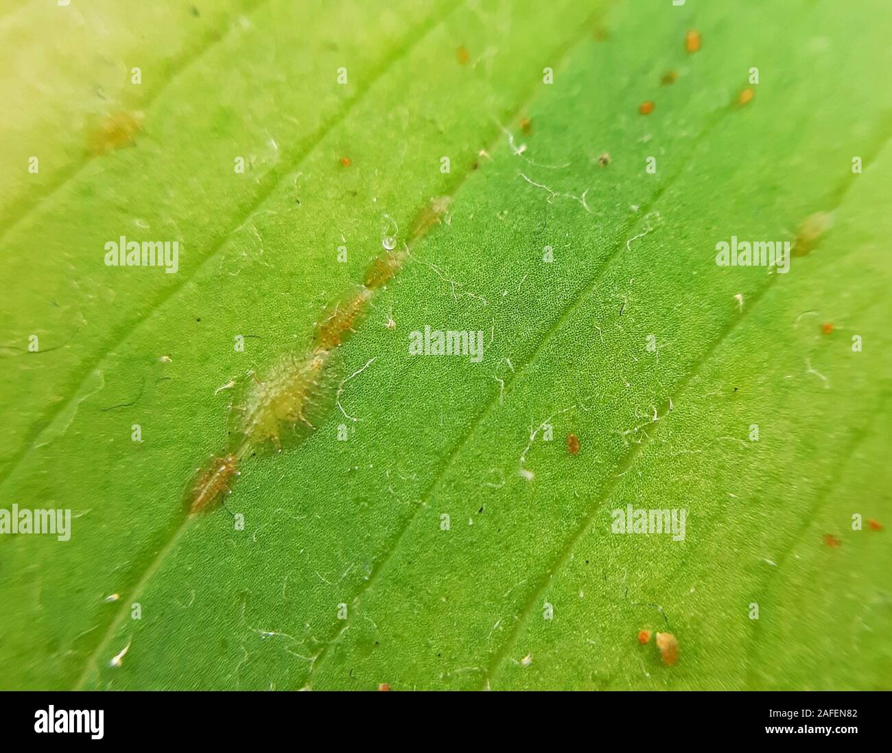 Coccidae pests on plant leaves macro close up Stock Photo