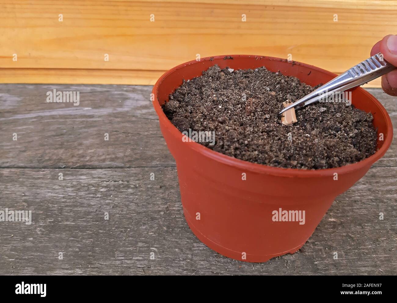Sowing a seed in potting soil with Copy space Stock Photo