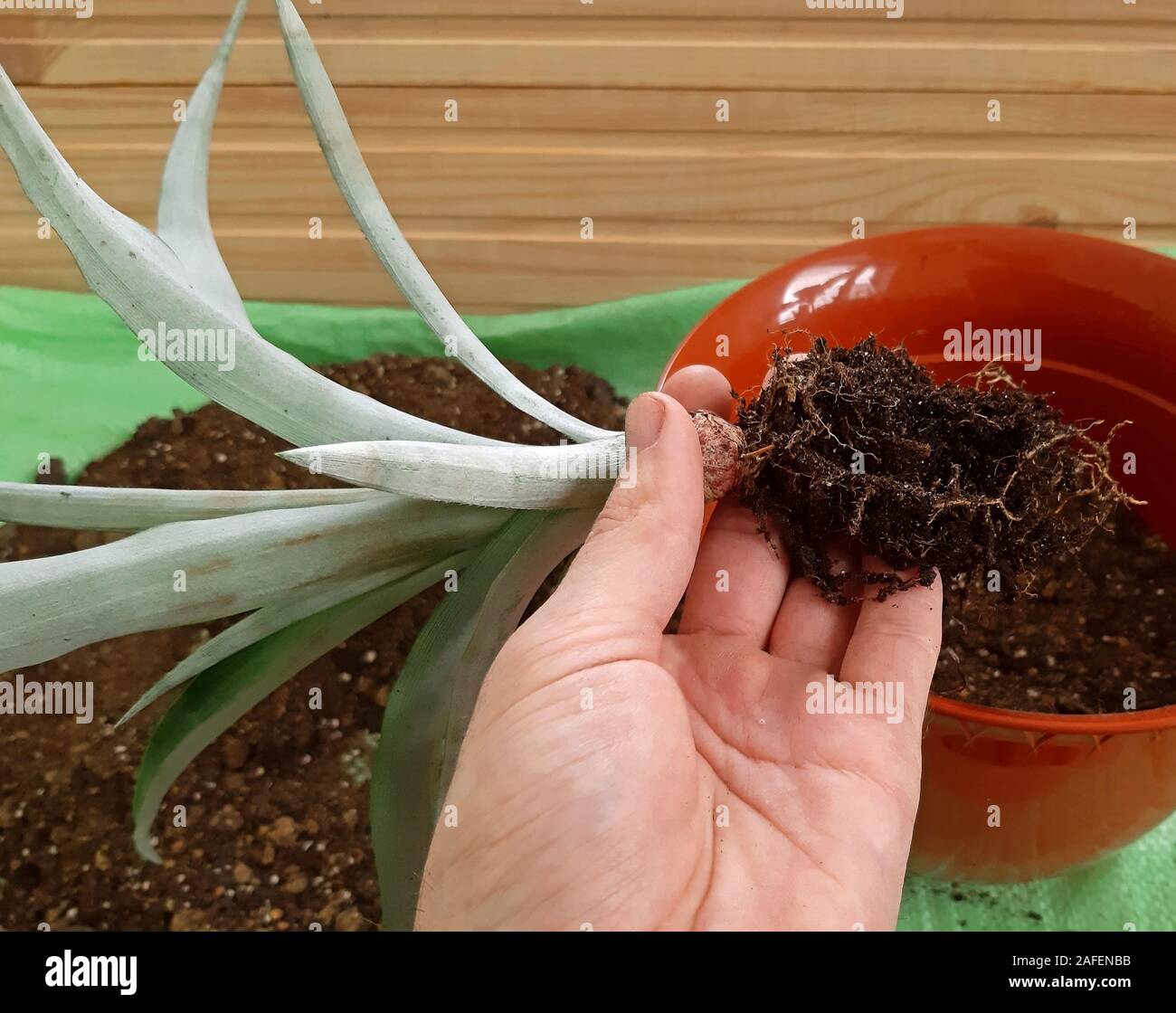Hand repotting a pineapple plant in a bigger pot Stock Photo Alamy