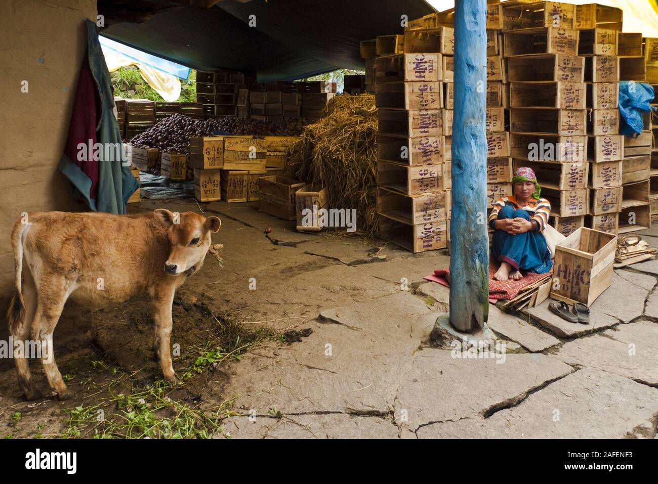 Vashisht, Himachal Pradesh, India: a young Indian woman sits in an apple warehouse with a little calf in the corner Stock Photo