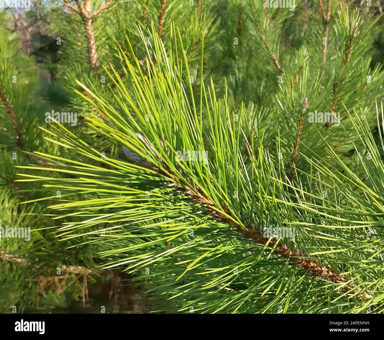 Close up young pine tree hi-res stock photography and images - Alamy