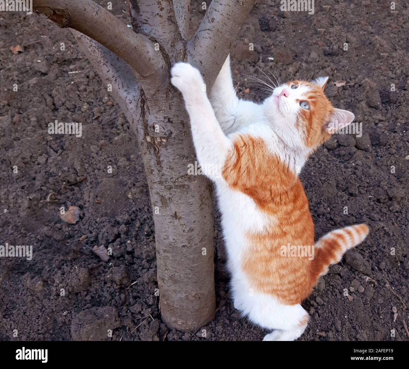Kitty climbs hires stock photography and images Alamy