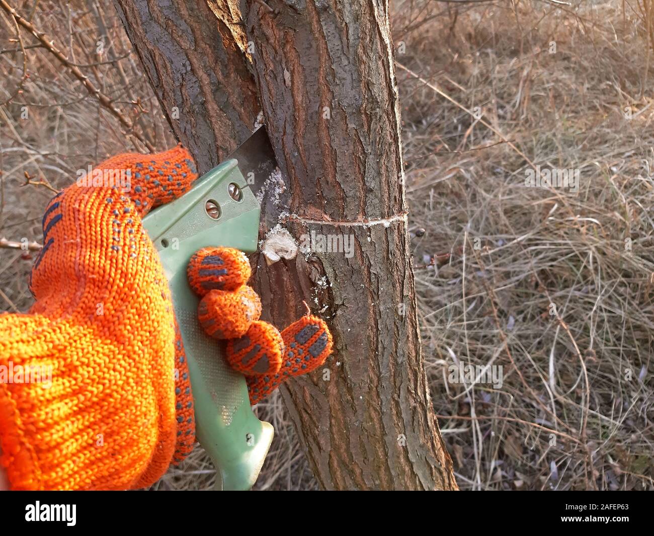Cutting young tree with the saw. Cutting unnecessary branches Stock Photo
