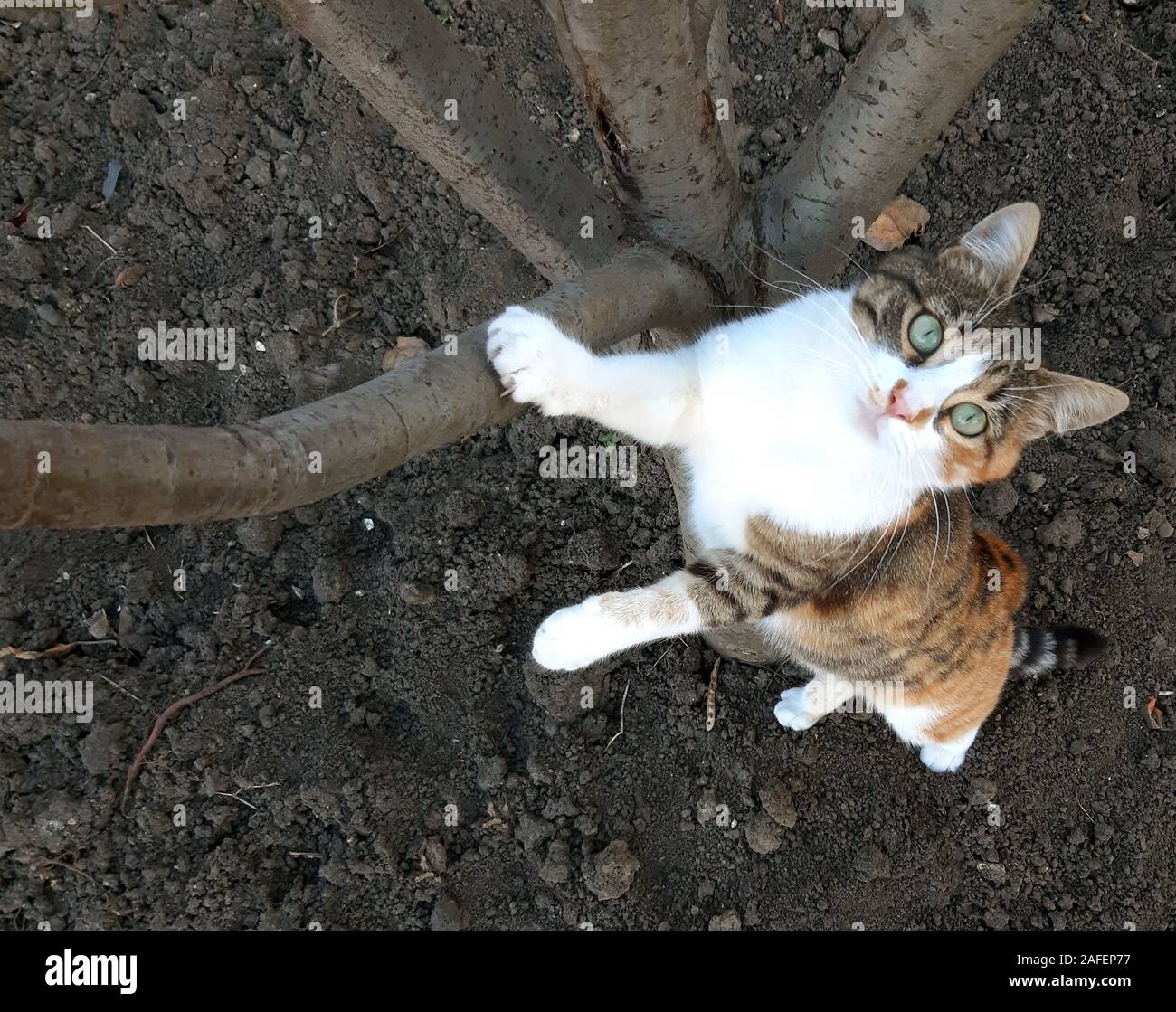A cat climbs on a tree and looks up Stock Photo Alamy
