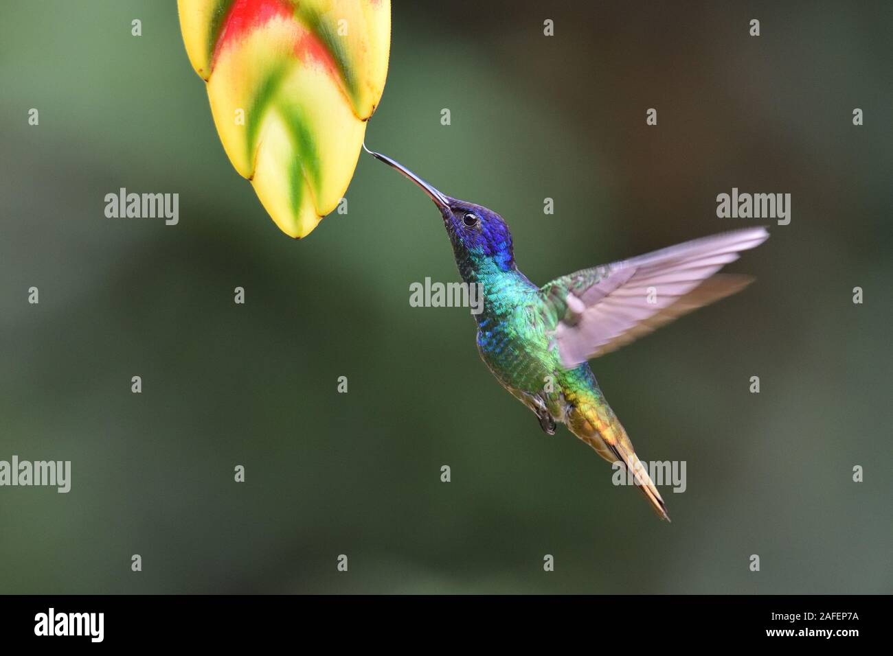 Heliconia hummingbird hi-res stock photography and images - Alamy