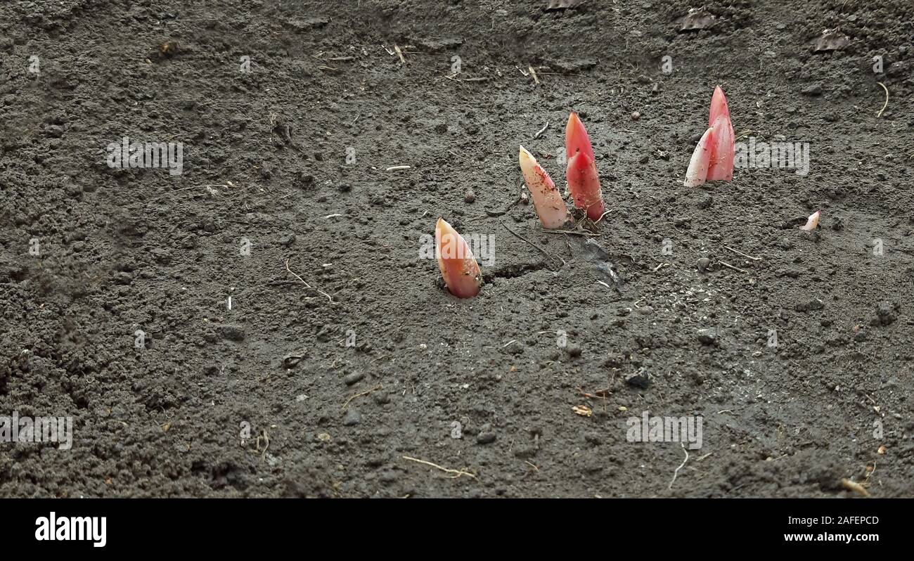 Peonies have sprouted in early spring macro Stock Photo