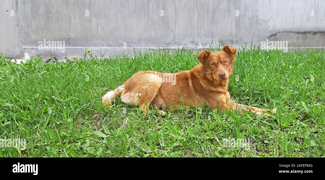 An orange dog is sitting in the grass Stock Photo Alamy
