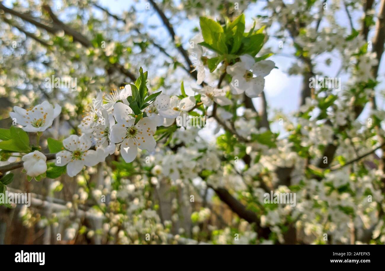 Tree blooming in spring, white flowers, Fruit tree Stock Photo Alamy