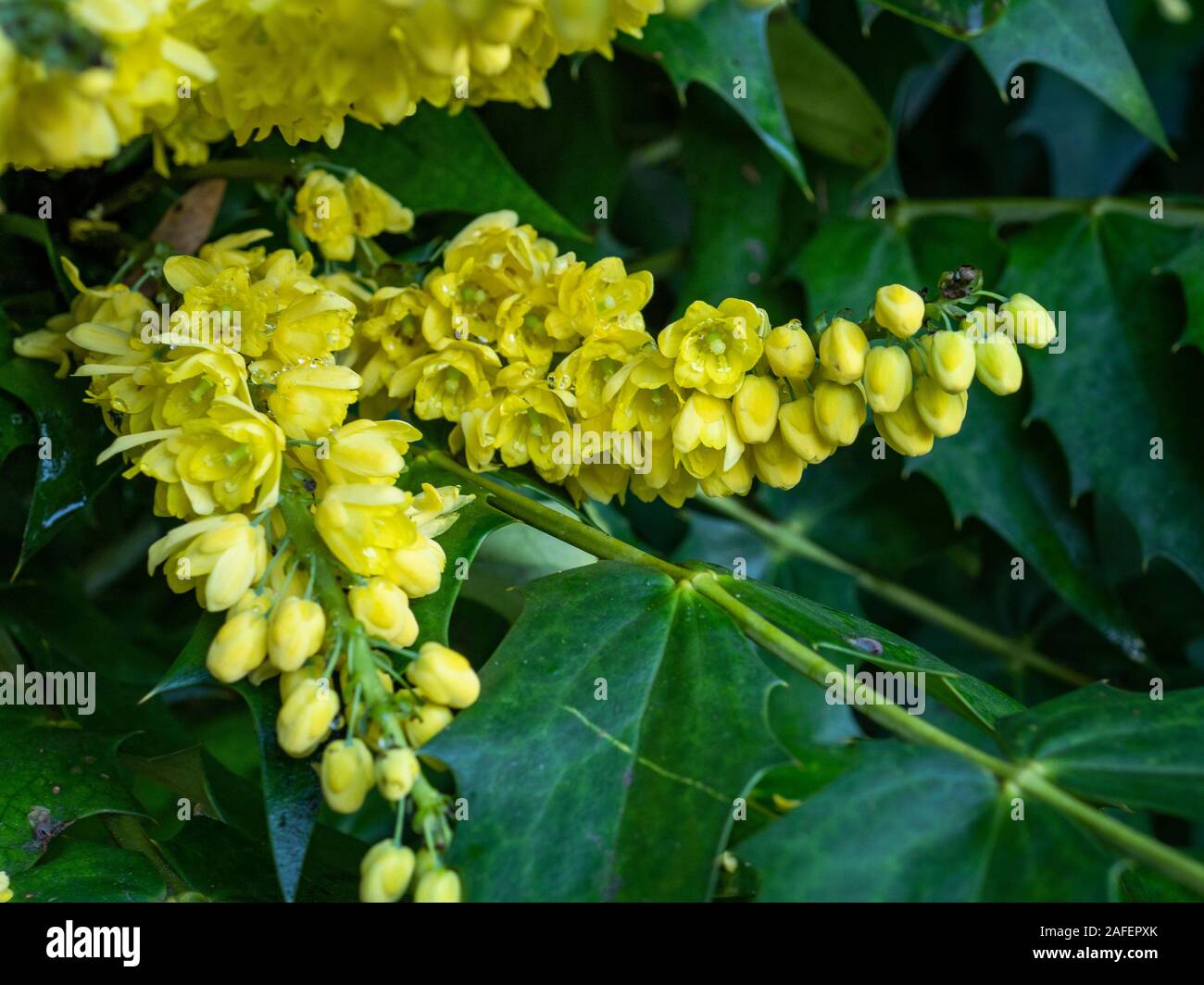 Closeup of the beautiful bright yellow flowers and green leaves of a Mahonia bush Stock Photo