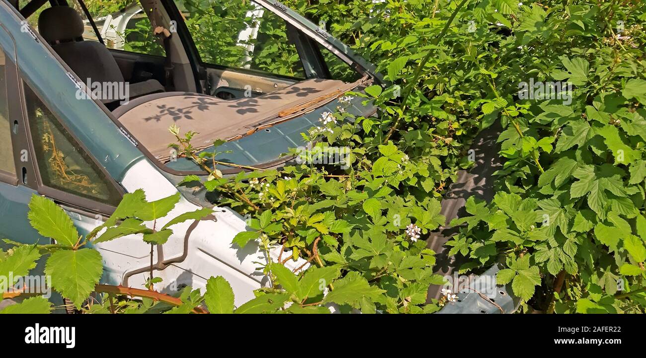 Old car overgrown by plants hi-res stock photography and images - Alamy