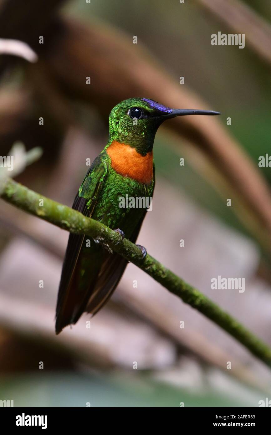 Goulds Jewelfront hummingbird in Peru's tropical rainforest Stock Photo