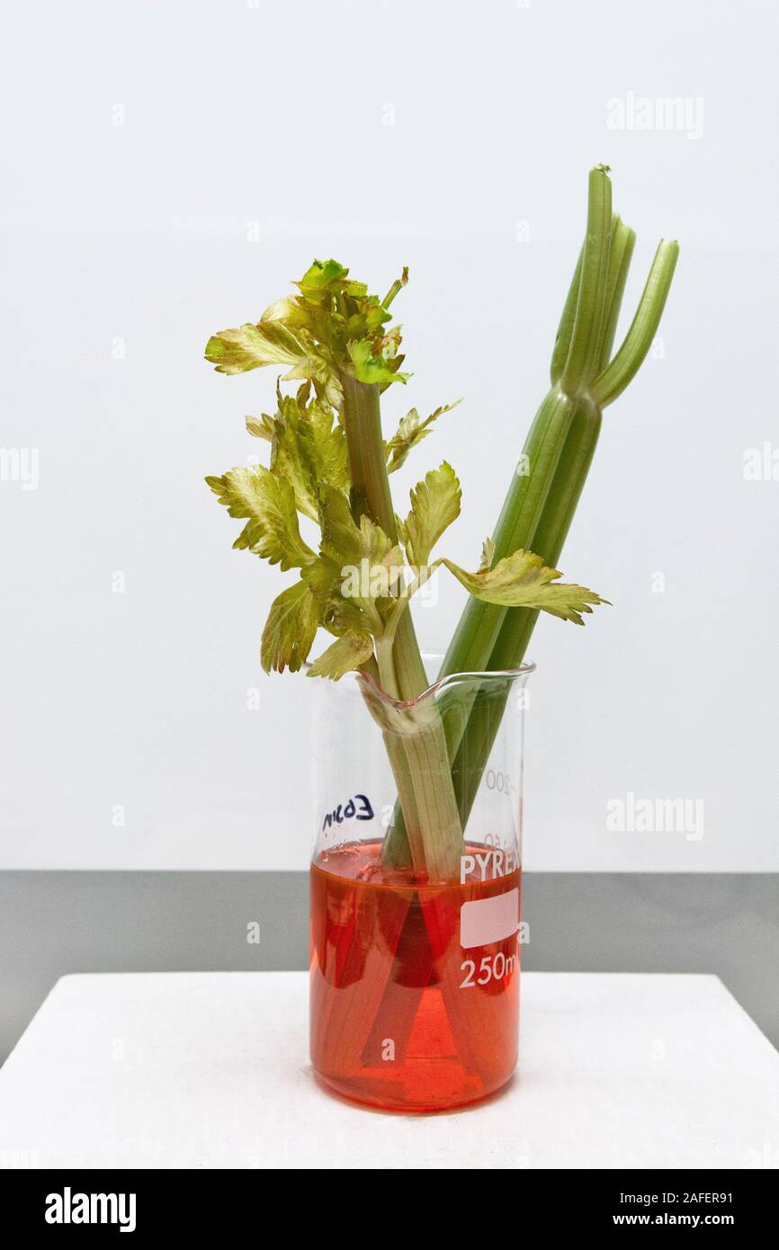 Celery stalks in eosin dye showing the process on transpiration in plants Stock Photo