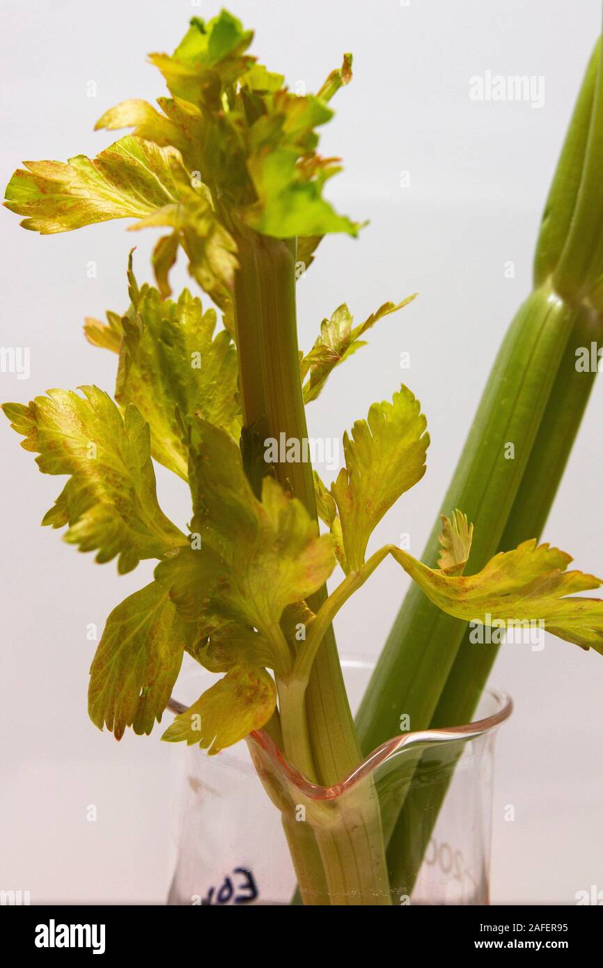 Celery stalks in eosin dye showing the process on transpiration in