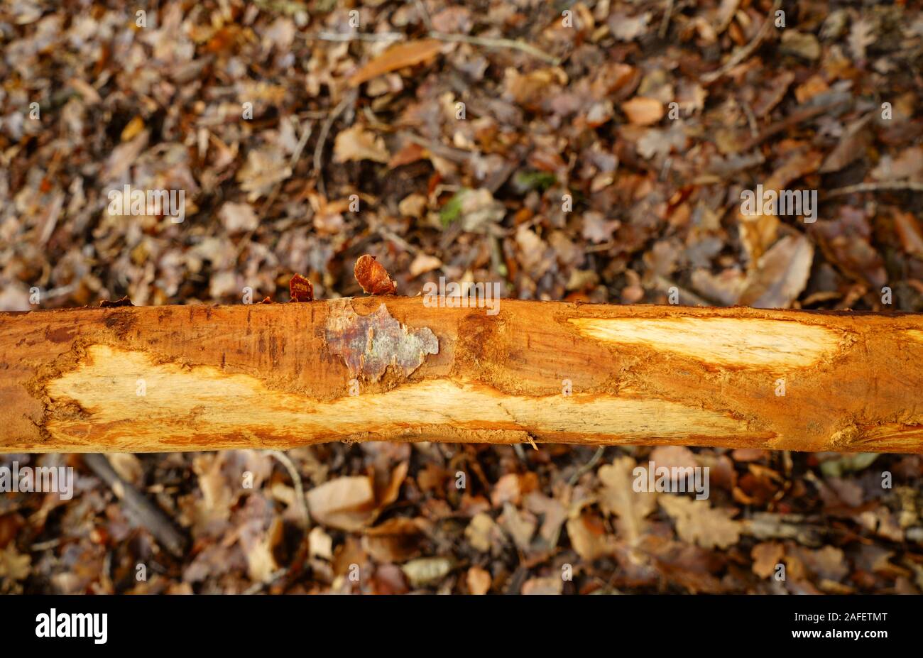 A tree branch stripped of bark by grazing Deer. Stock Photo