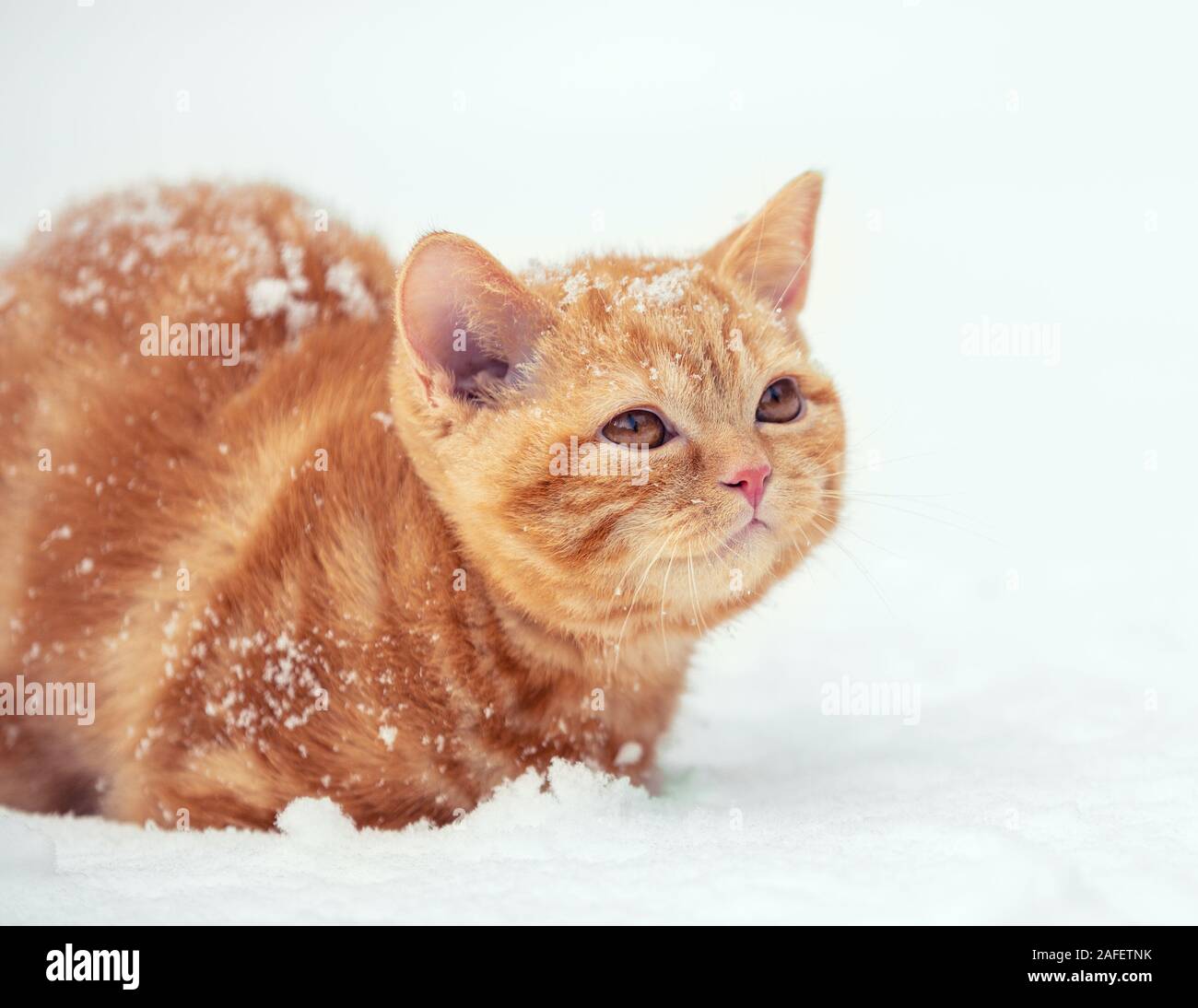 A cute ginger kitten is sitting in the snow Stock Photo