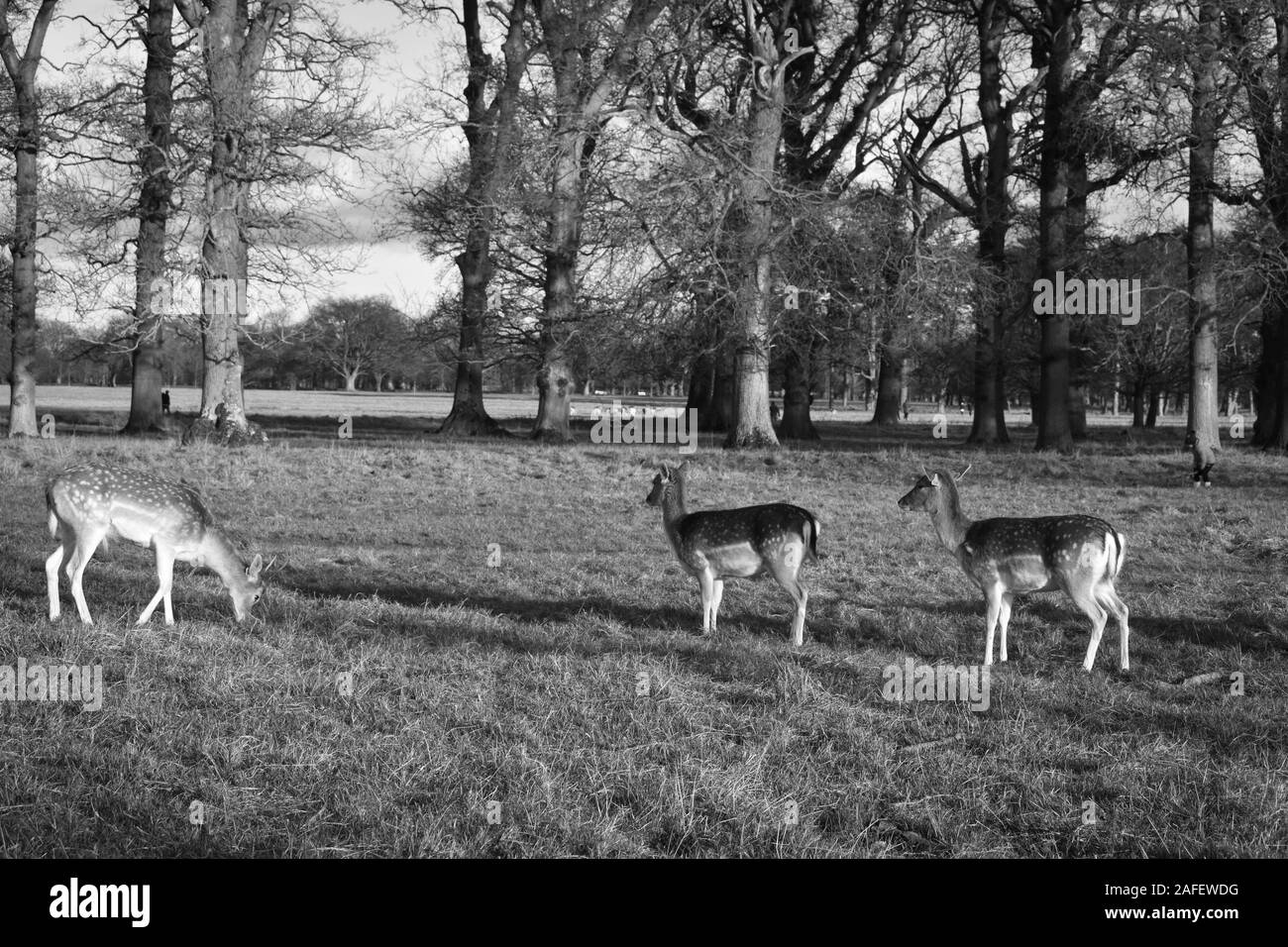 Irish deer walking in a park in Dublin Stock Photo