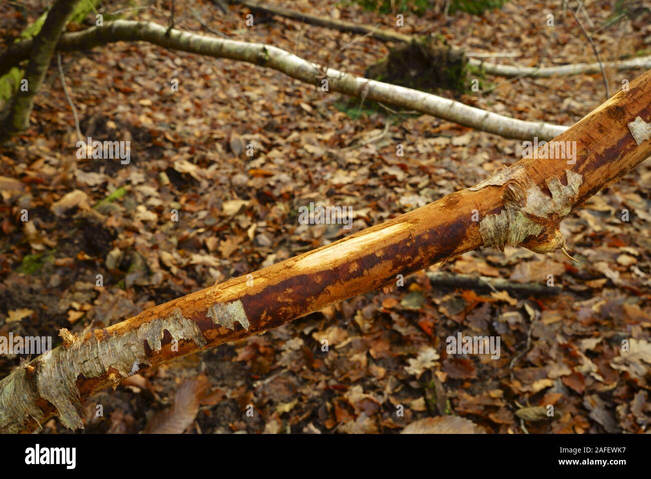 Ashdown forest Sussex a tree branch stripped of bark by grazing deer. Stock Photo