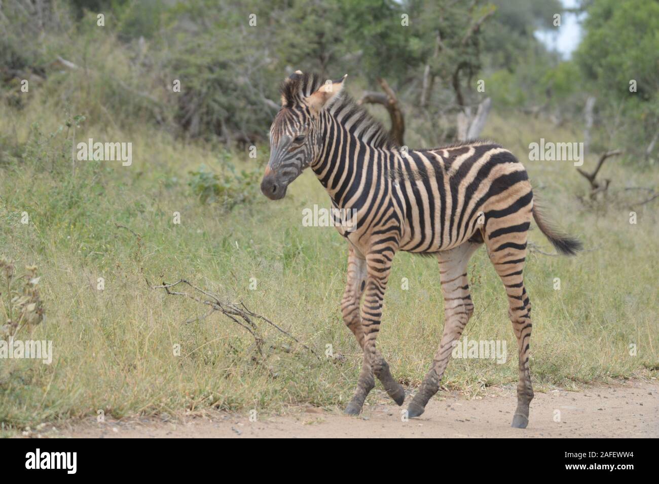 A Cute And Small Striped Zebra Baby Or Calf In A Nature Reserve In