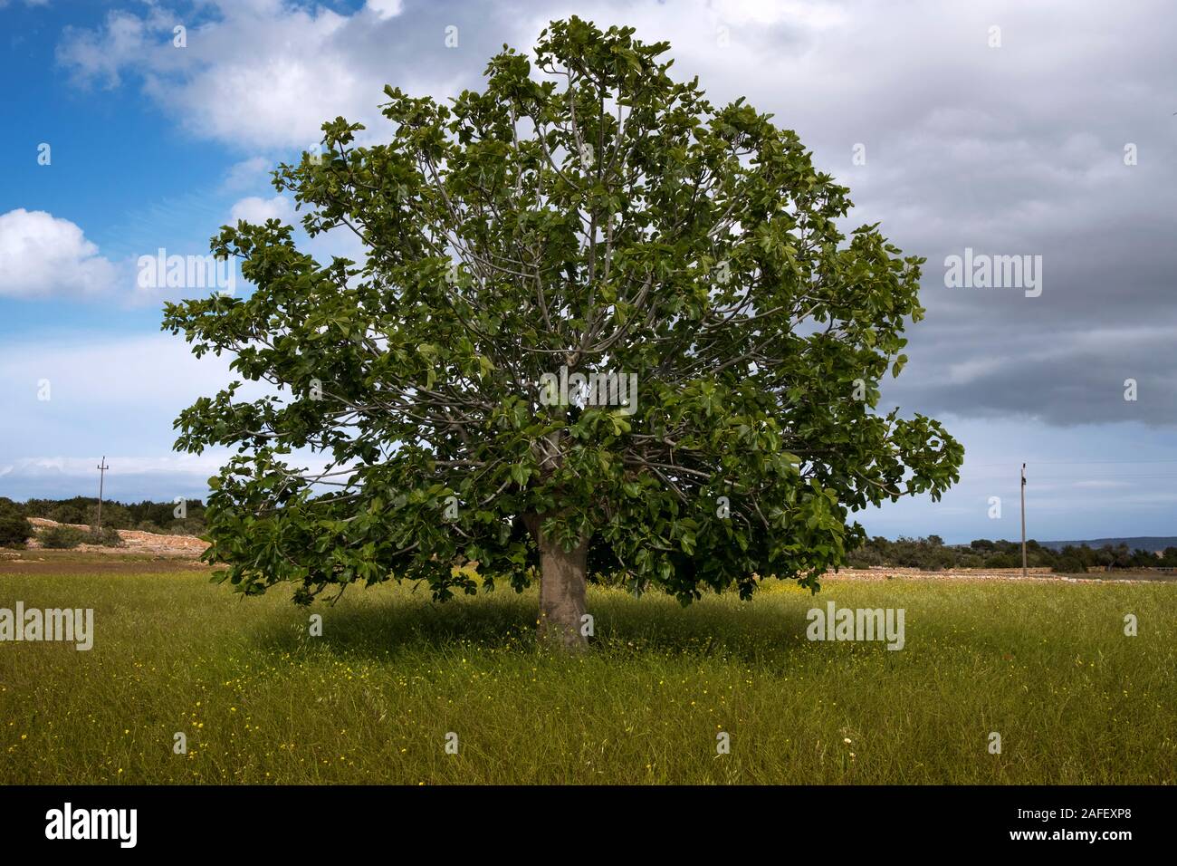 A common fig tree (Ficus carica) in a field in Formentera countryside in spring (Pityusic Islands, Balearic Islands, Spain) Stock Photo