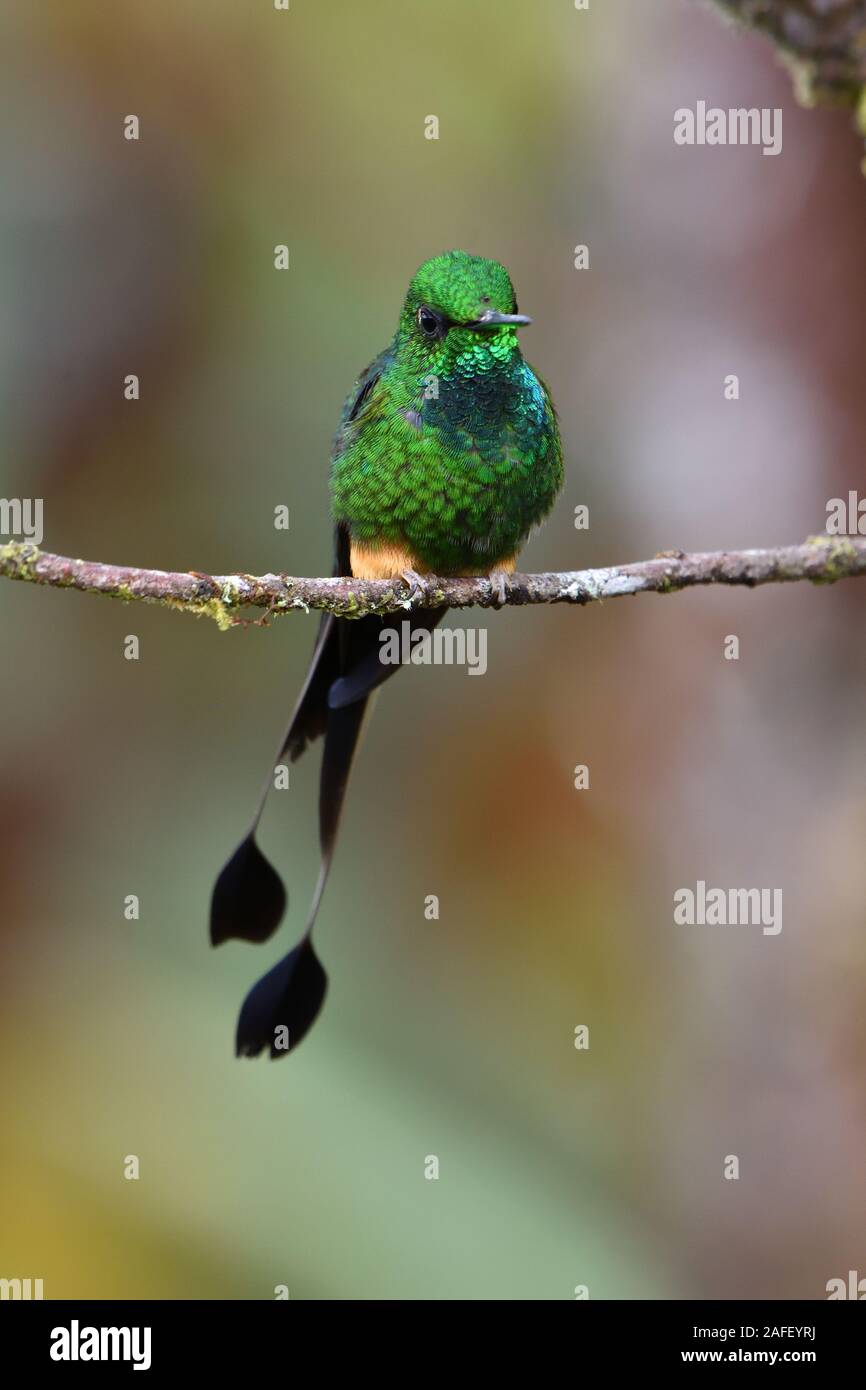 Booted racket-tail hummingbird in Peruvian cloudforest Stock Photo