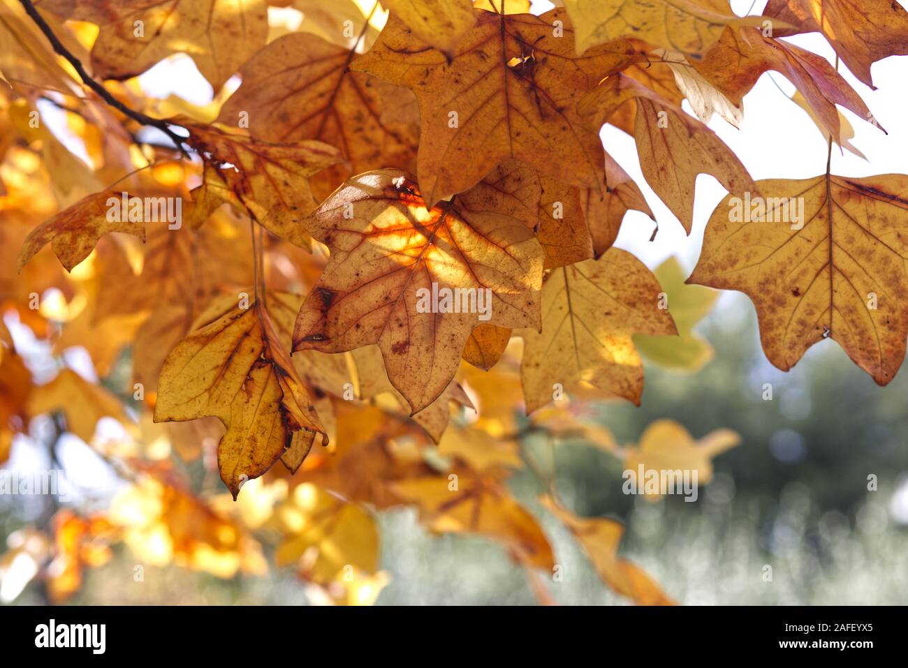 Golden Autumn leaves Stock Photo - Alamy