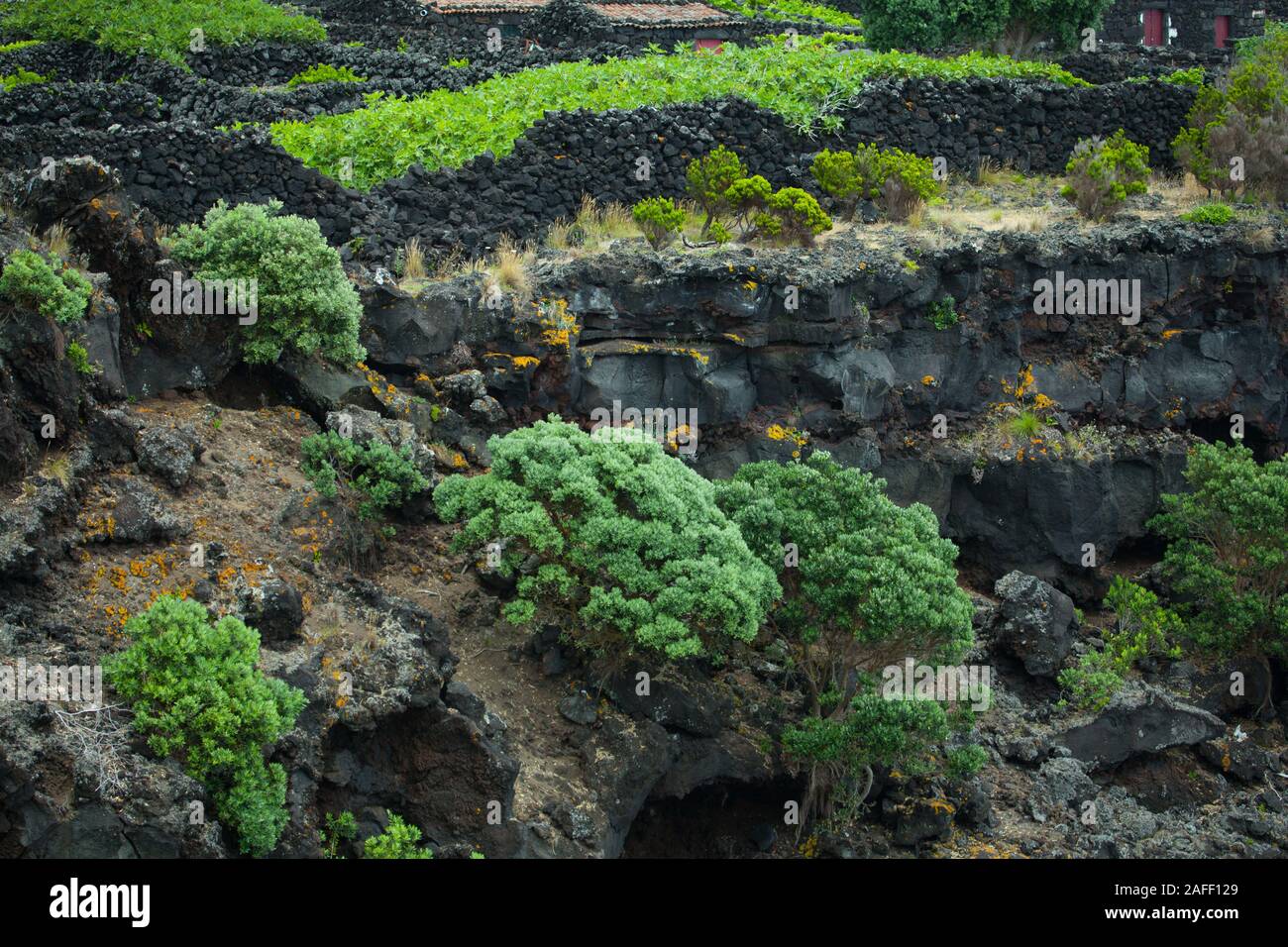 Vineyards made from black volcanic rock at Pico islands and green vegetation. Stock Photo