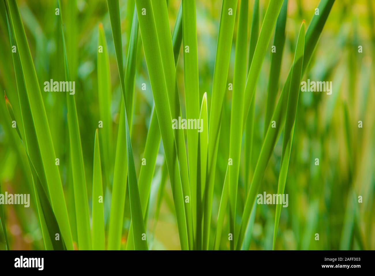 Sweet grass or sweetgrass . Plant Hierochloe odorata from northern North America and Eurasia;growing in Karst pond Slovenia Stock Photo