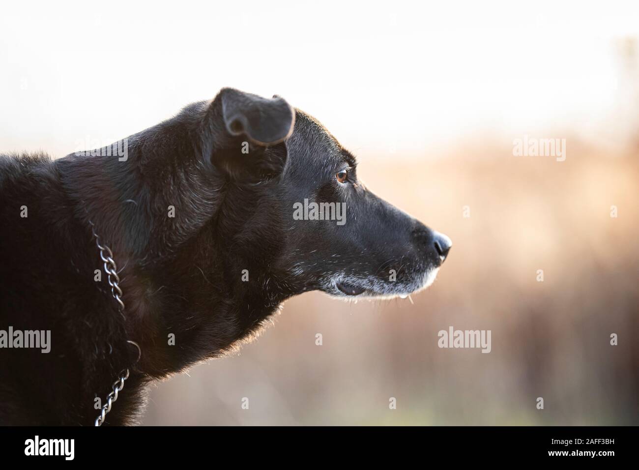 A black dog profile view. The old dog has a metal chain around it´s neck and he is looking away. The background is soft in brown beige colors. Stock Photo