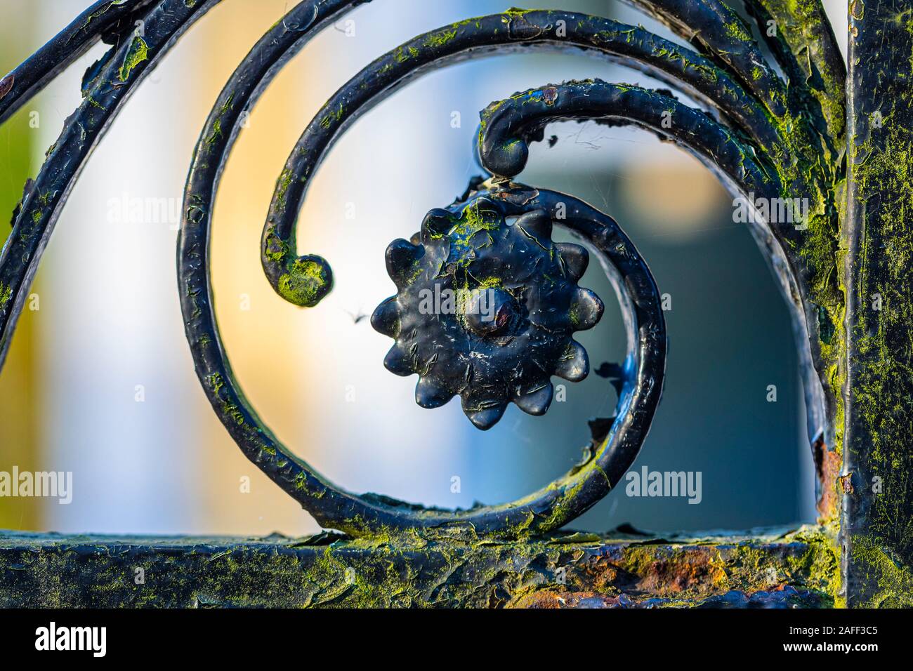 Close up of a swirl pattern with a flower in an old metal fence. The fence has growing moss on it and is cracked and the color is peeling off, and is Stock Photo