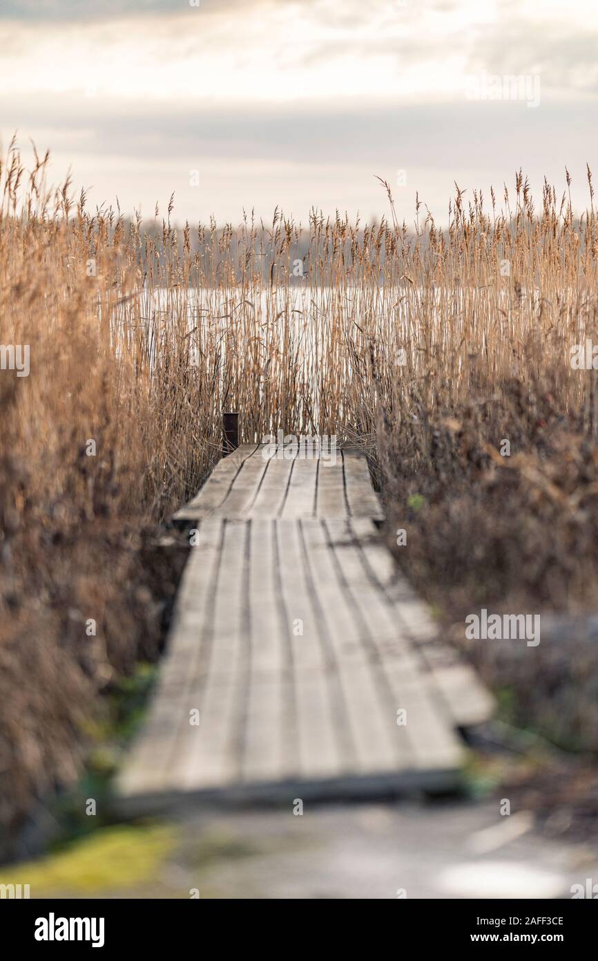 Reed plants at a small wooden bridge in autumn. Tranquil scene in November. Concept photo grief, sadness, depression,loneliness. Stock Photo
