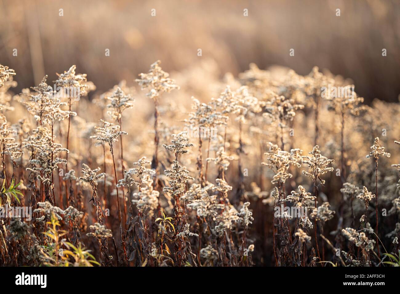 Dry faded flowers of Goldenrod or Solidago canadensis by the sea. Natural soft colors of late autumn, november sun golden hour. Stock Photo