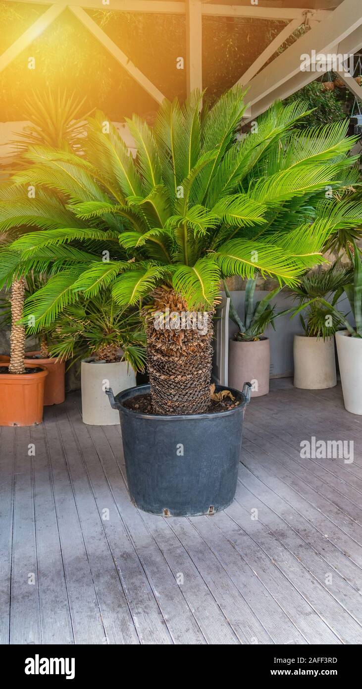 An ornamental palm tree in a large plastic black flower pot stands on the  street Stock Photo - Alamy
