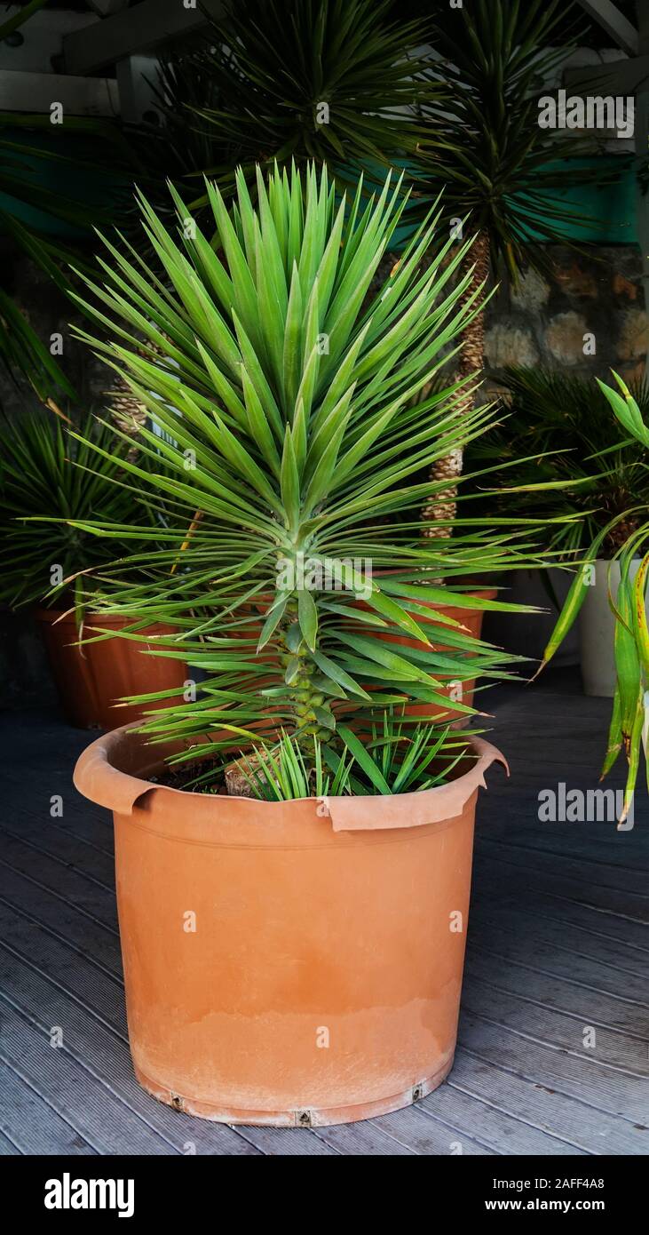 Dragon trees potted hires stock photography and images Alamy