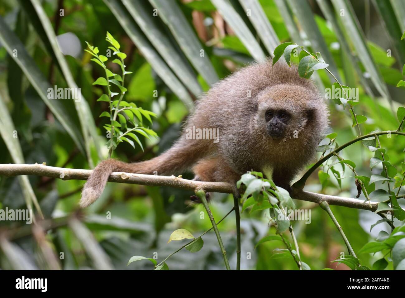 A young San  Martin Titi Monkey on the branch in the Tarapoto rainforest Stock Photo
