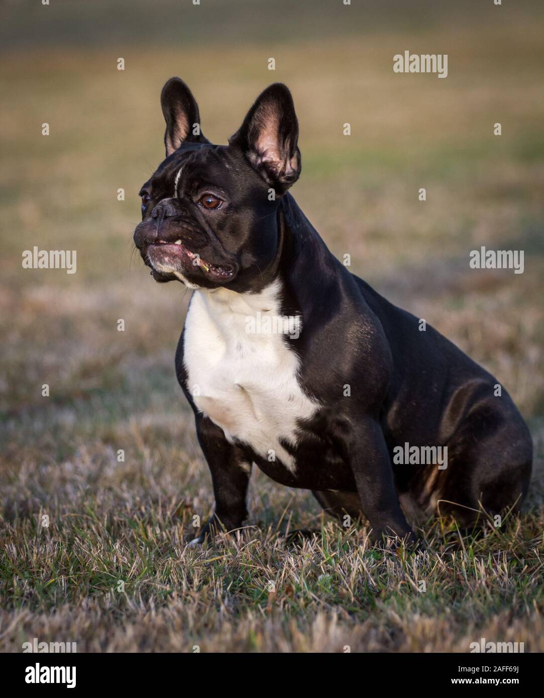 Black white French Bulldog sitting Stock Photo - Alamy
