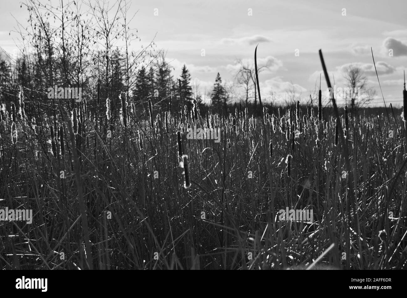 Black and white shot of tall grasses (bulrush) glowing in the late afternoon winter sun, Stony Swamp wetlands, Ottawa, Ontario, Canada. Stock Photo