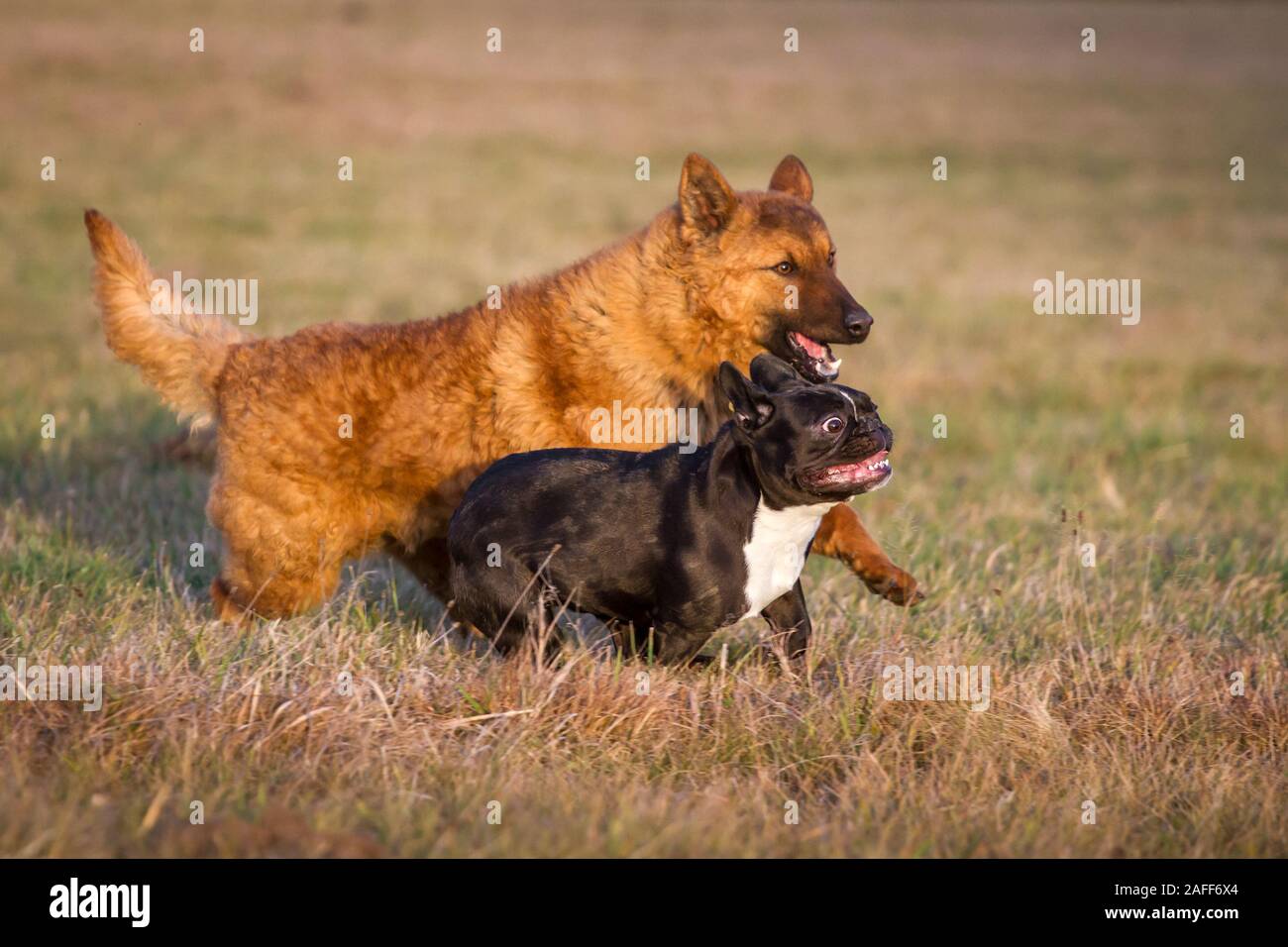 french bulldog and german shepherd