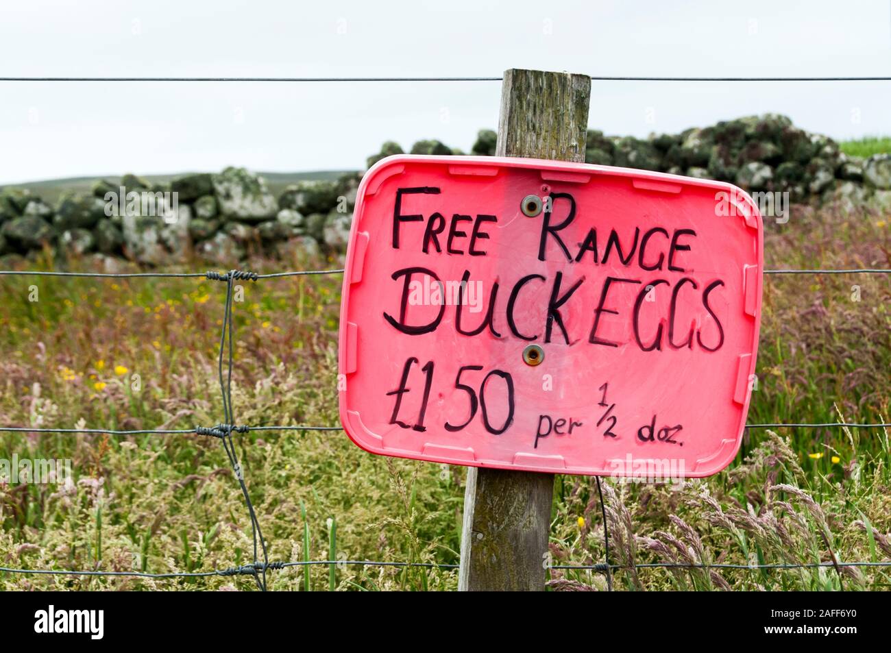 Free range duck eggs for sale sign Stock Photo Alamy