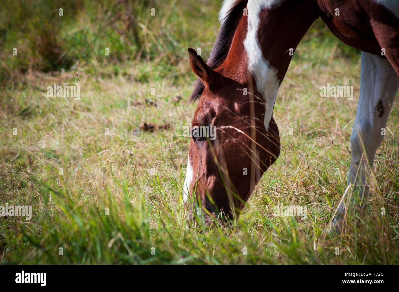 Skewbald horse eating grass in filed outdoors. Close shot of head. Sunny summer day. Stock Photo