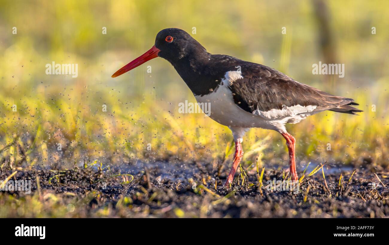 Pied Oystercatcher (Haematopus ostralegus) walking on river bank while insects are flying off the muddy underground Stock Photo