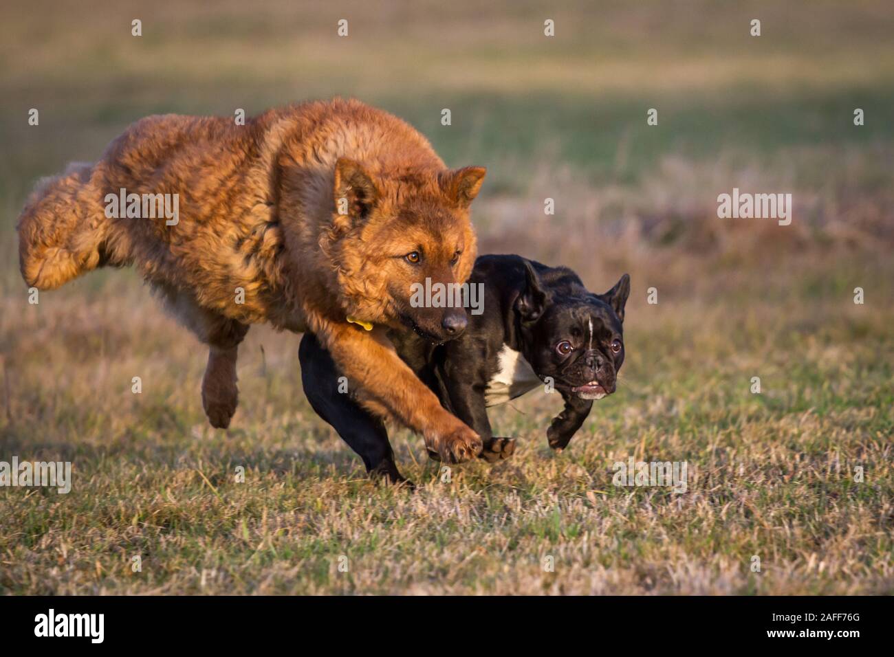 Two dogs playing, a French Bulldog and a Westerwälder Kuhhund (Old German Sheepdog) Stock Photo