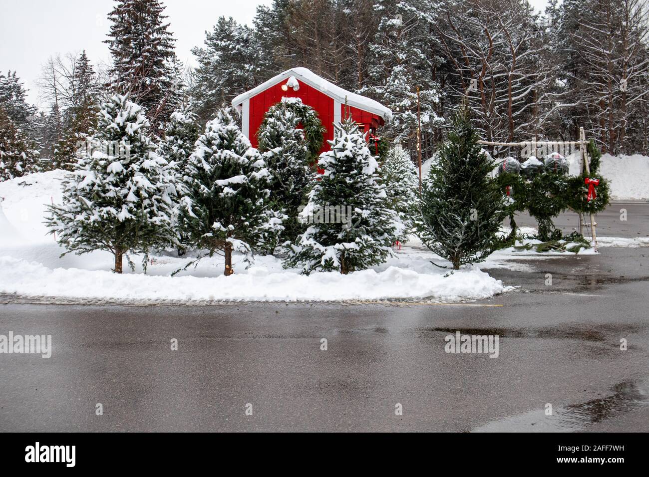 Christmas trees and wreaths being sold next to a red shack in Wisconsin parking lot just before