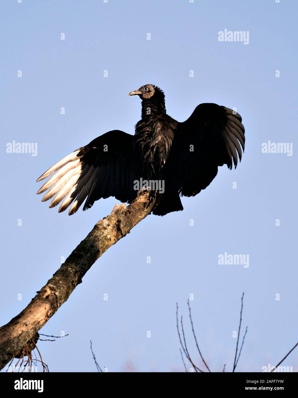 Black Vulture bird close up profile view perched with bleu sky background, displaying head, eye, beak and black plumage in its environment and surroun Stock Photo